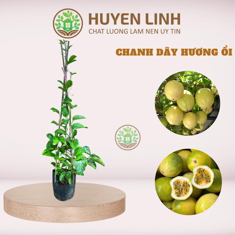 Cây Chanh Dây Hương Ổi, Chanh Leo, Cao 30 - 40cm  Huyền Linh Garden