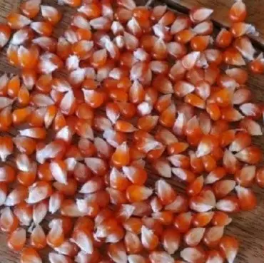 Jagung kristal/jagung kecil pakan burung dara/merpati 1kg