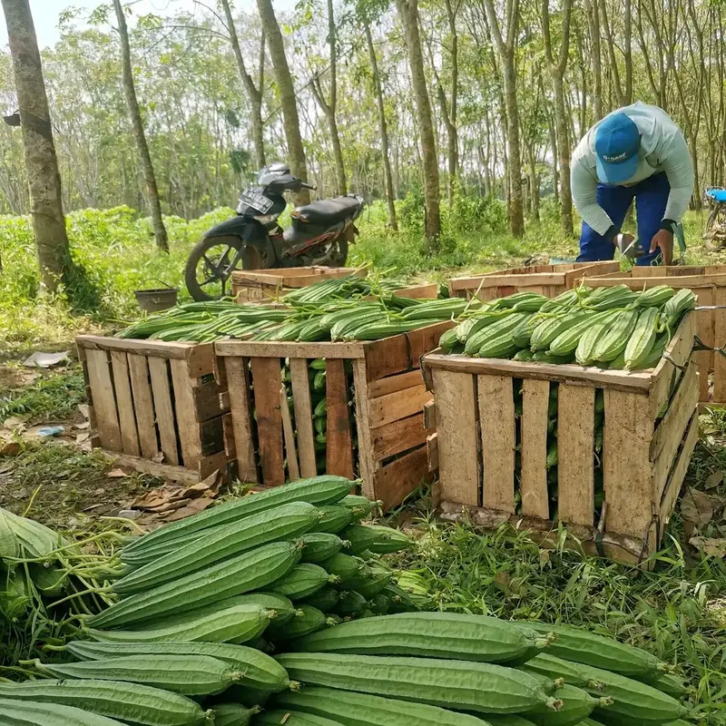 Benih Bibit Gambas Oyong Anggun Tavi F1 (Tahan Virus, mudah Merambat dan Tahan Simpan) Isi 75 Butir Kadaluarsa 2026 Terbaru - Cap Panah Merah (Tanaman Sayuran Umbi Hijau Daun) 3
