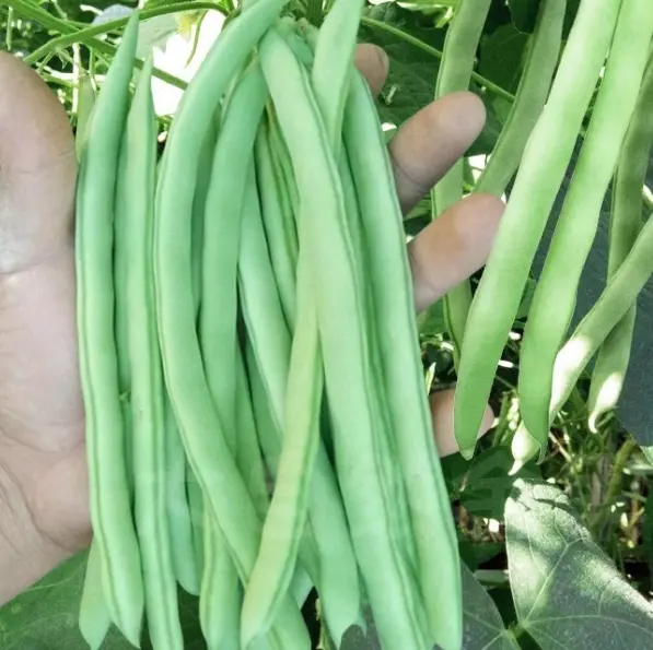 Red Flower and white Pod green bean seed Vegetable Seed Set: Spring sowing, balcony vegetable planting, garden and garden planting, summer and autumn seed planting