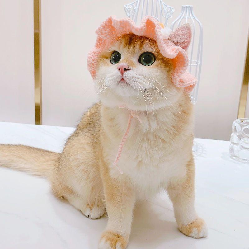 Topi Kucing, Topi Haiwan Peliharaan, Topi Anak Anjing, Topi Pakaian ...