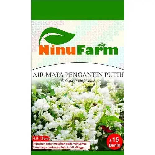 Benih Bunga Air Mata Pengantin Putih - Ninufarm - 15 Butir Terbaru