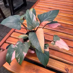 tanaman homalomena pink diamond super menor cantik size besar