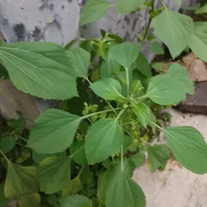 Tanaman Pohon Antingan Bibit Pohon Hidup Antingan Herbal Segar dan Alami untuk Kesehatan