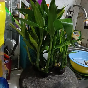 tanaman asli bambu hoki media wabikusa  hiasan aquarium