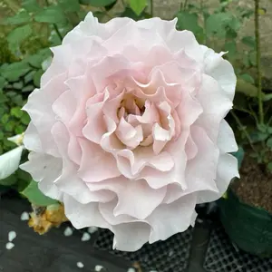 libellula ownroot wangi dan adaktif di datran rendah