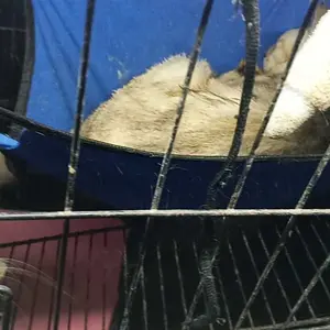 Ayunan Kucing - Produk dengan Deskripsi Given Only