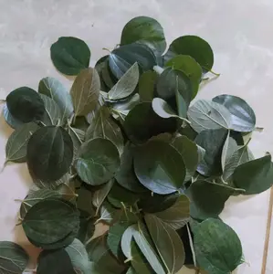 daun bidara 100 lembar murah ori