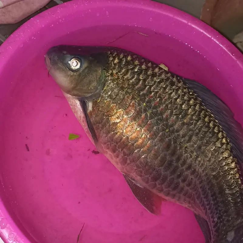 umpan mancing nilem,wader,tawes,nila paling ampuh Ikan Pancing 3
