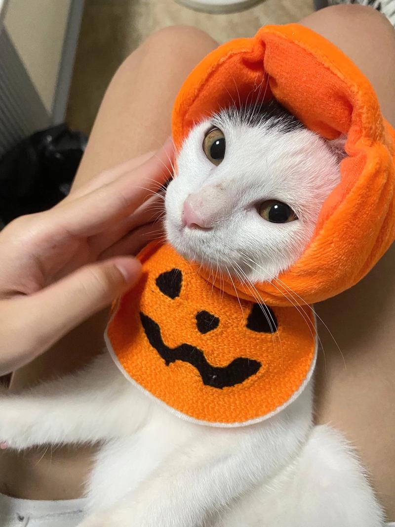 Product Introduction of Khăn Nước Két Cho Thú Cưng, Trang Phục Halloween, Đạo Cụ Halloween, Cà Vạt Co Giãn, Thích Hợp Cho Chó Và Mèo, Khăn Quàng cổ Bí Ngô, Thêu Hoạt Hình Ma Quái, Sản Phẩm khăn  tam 10