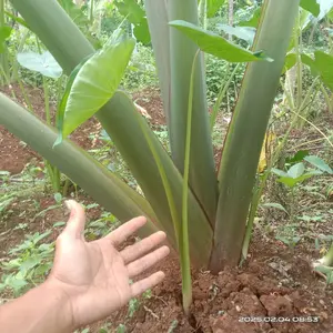 (PAKET 20 BIBIT) TALAS PRATAMA 2 bibit ungggul