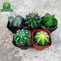 Gambar 6 Biji Kaktus Acak Untuk Menanam Bunga, Benih Kaktus Langka Untuk Berkebun, Benih Bonsai Berkebun, Bibit Bonsai, Menanam Bunga, Dekorasi Taman Luar Ruangan Random Cactus Seeds - 2 Bungkus  dari Benih Pilihan Alam Kota Administrasi Jakarta Pusat 2 Tokopedia