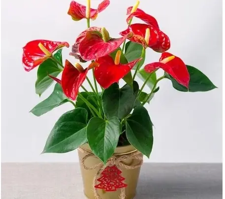 Tanaman Hias Anthurium Bunga Merah-tanaman hijau palsu 0