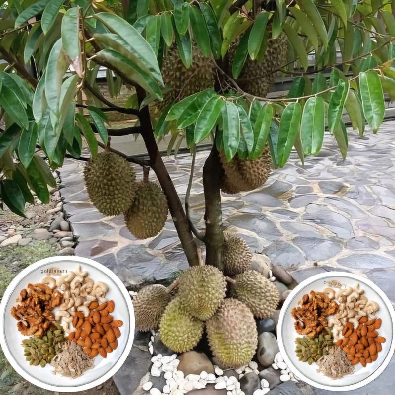 Product Introduction of BENIH DURIAN MONTONG SUPER (BBT Siap Tanam dan Cepat Panen) pupuk  durian 2