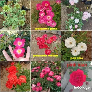 mawar rambat bebas  pilih