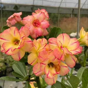Tanaman Hias || ADENIUM KAMBOJA BUNGA TUMPUK WARNA KUNING JAMBU ID:{JUSTIN} IMPOR DARI THAILAND {stok menipis}