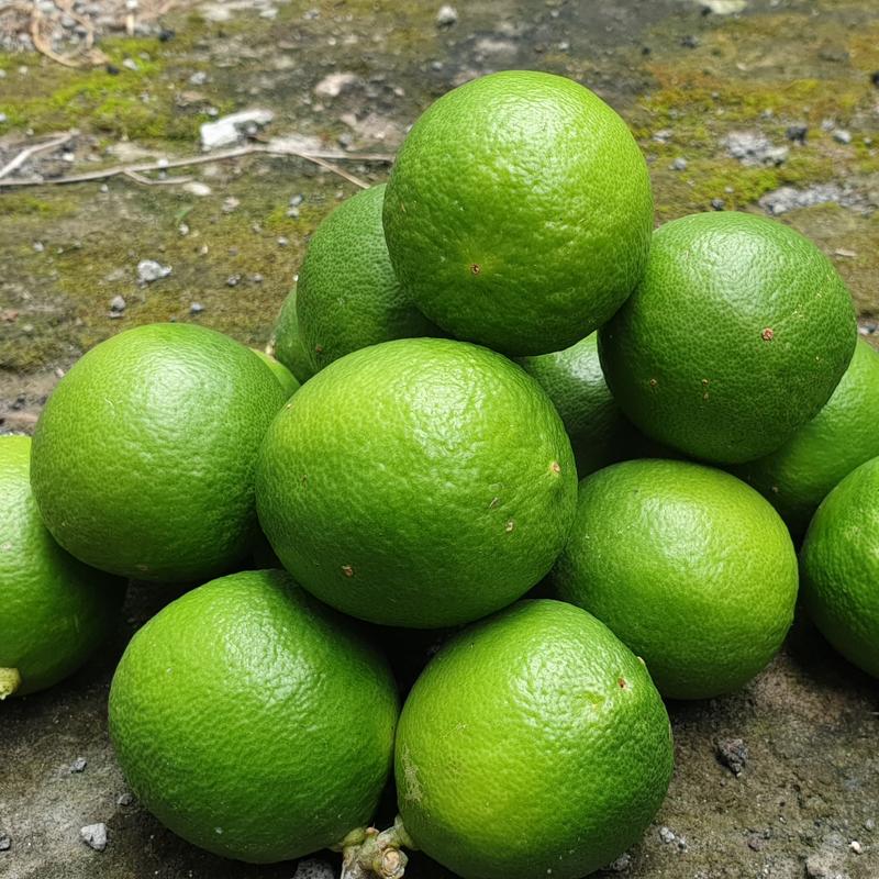 JERUK NIPIS 1 KG SEGAR , PETIK PETANI JERUK 0
