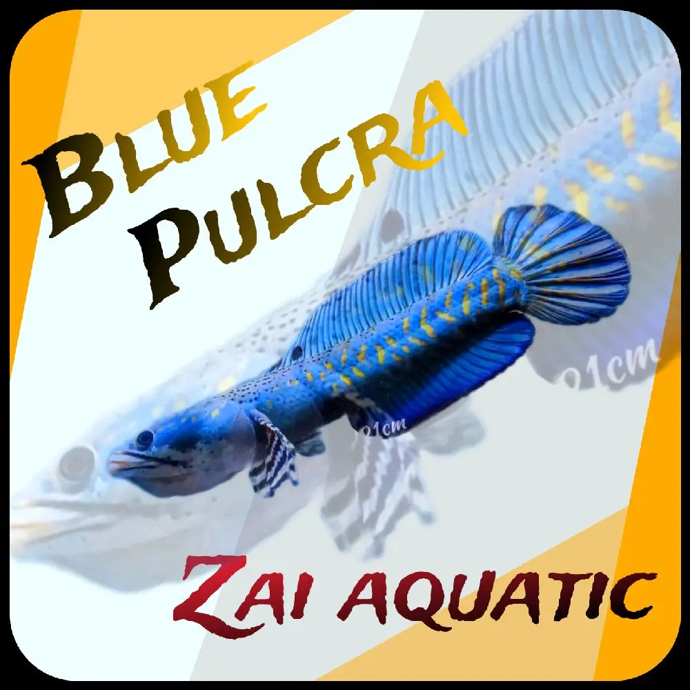 pulcra by zai aquatic