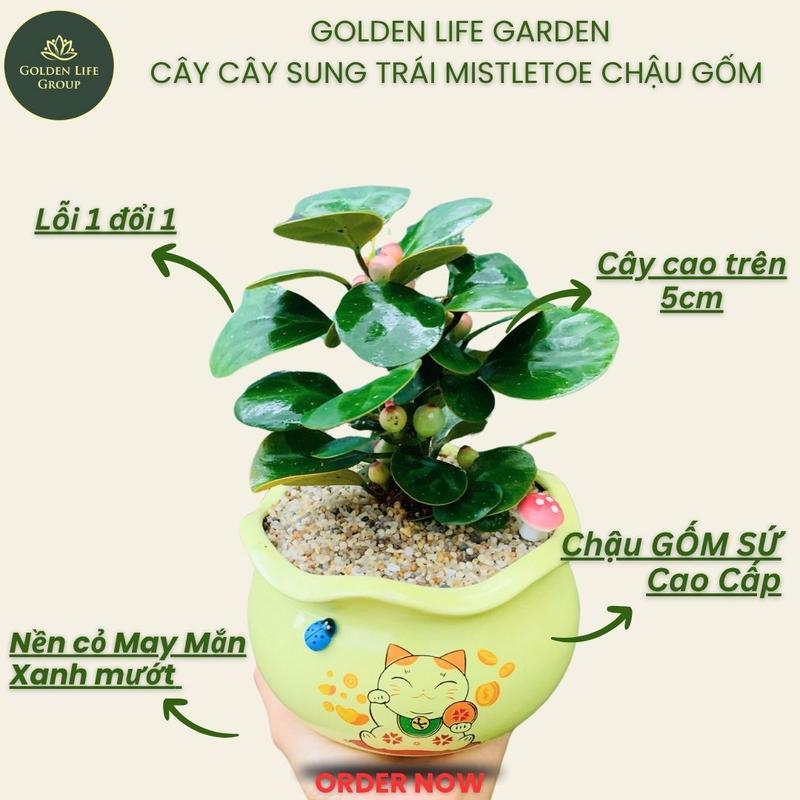 Cây Sung Trái Mistletoe Chậu Gốm Sứ Cao Cấp - Giao Chậu Ngẫu Nhiên Trang Trí Nhà Văn Phòng Cửa Hàng ,Cây Sung Cảnh Golden Life cây tiểu bồ đề
