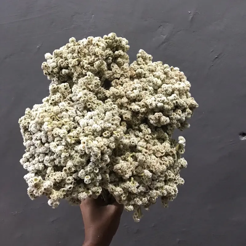 Bunga edelweis/bunga abadi/bunga gunung/bunga kering/bunga bromo/bunga buket/bunga hiasan buket/bunga untuk buket/bunga rustic/bunga dekorasi 1