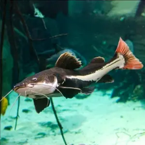 RTC Catpis  / hiasan aquarium / perlengkapan hewan /