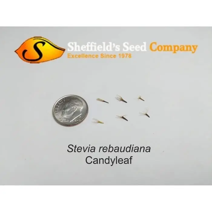 Bibit Benih Biji Tanaman Herb Daun Manis Stevia Rebaudiana Sugar Leaf 1