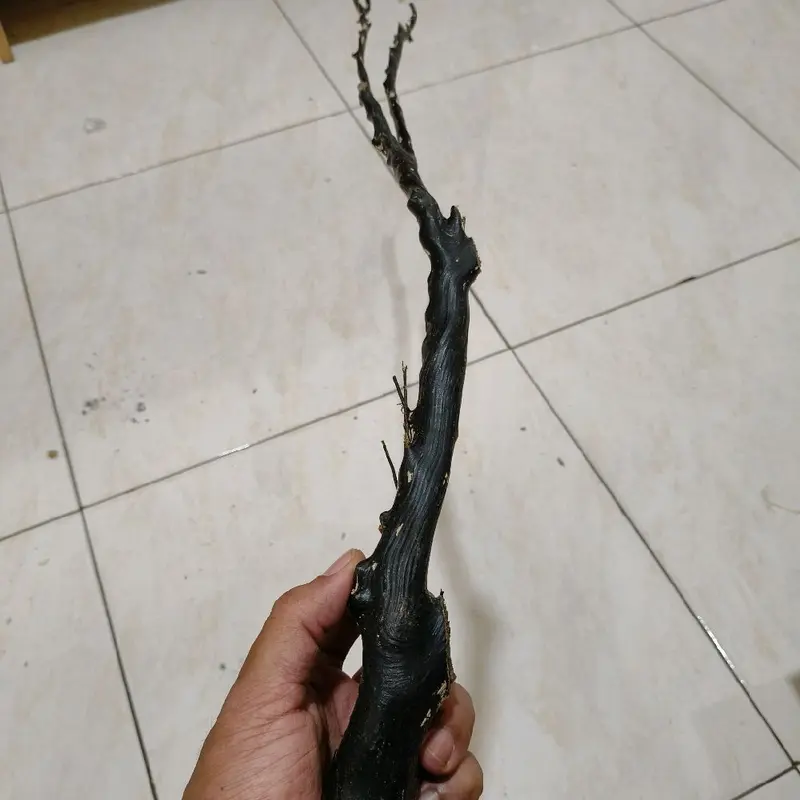 Bahan akar bahar hitam lentur kualitas super batang rata,padat dan berserat. 4