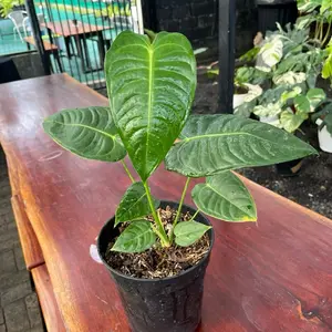 Tanaman veitchii original king sudah berkerut sudah berkarakter size sedang