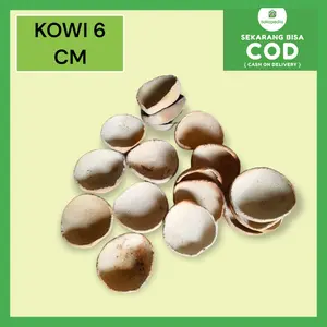 KOWI TEMBIKAR  PADANG 5 cm isi 30 pcs