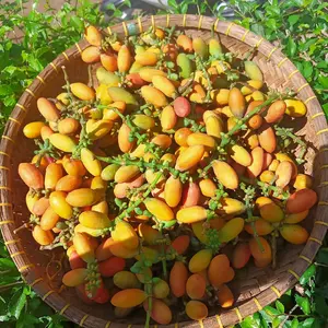 Melinjo Mentah Tangkil gading belum di kupas 1 kg