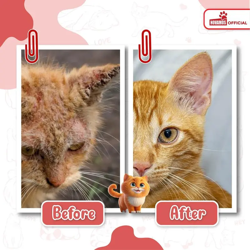 NOVAMOS Salep Scabies Jamur Kucing dan Anjing Obat Gatal Gudik Koreng Ampuh 4