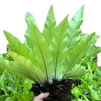 Gambar tanaman hias Kadaka Mini Hias dari Naturegreen Kab. Pangandaran 3 Tokopedia