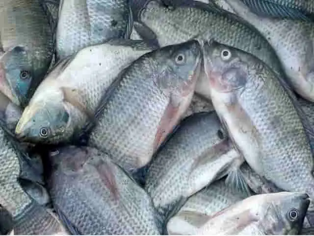 Pakan Pelet Ikan Lele Mujair Bandeng Murah Kemasan 900 gram 1