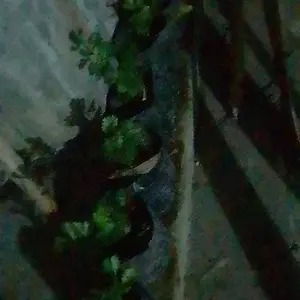 Paket 10 Pohon Bibit Seledri Amigo Siap Tanam Umur 30HSS Ready Stok Banyak Bergaransi