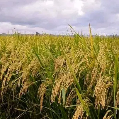 BENIH PADI PANDAN WANGI 1KG (pengusahatani@) 2