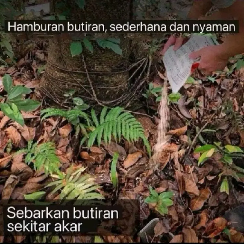 Tree Killer Hexazione Pembasmi Bambu Pohon Rumput Liar Gulma 8