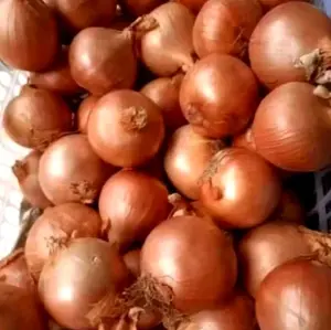 BAWANG BOMBAY BESAR 1KG DAN 500GRAM