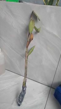 Product Review of helga bundling Anggrek Bulan dan dendro pcs - Kualitas Tinggi dan Desain Estetis bunga anggrek from r**4 0