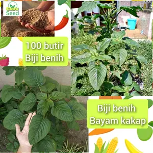100 butir biji benih tanaman sayuran bayam kakap jumbo