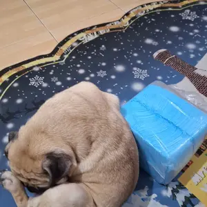 Kain Penyerap Pipis Kucing Anjing - Pad Sekali Pakai Bambu Arang Penyerap Tinggi Popok Anjing Kucing