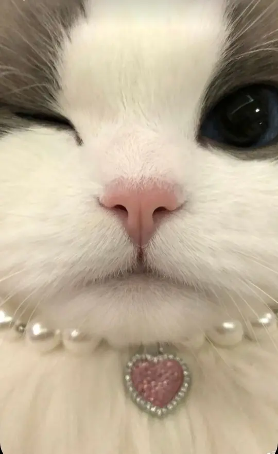 Product Introduction of Kalung Kucing Cantik dan Lucu dengan Manik Mutiara 7