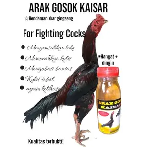 Obat gosok kaisar untuk ayam