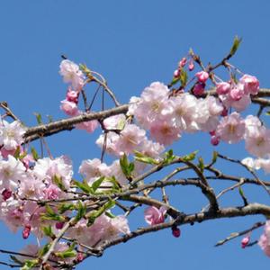 100 Granos Semillas de Cerezo Yoshino, Floración Primaveral Lujosa, Fácil de Cultivar, Creación de Paisaje Primaveral, Ideal para Jardines y Macetas Domésticas