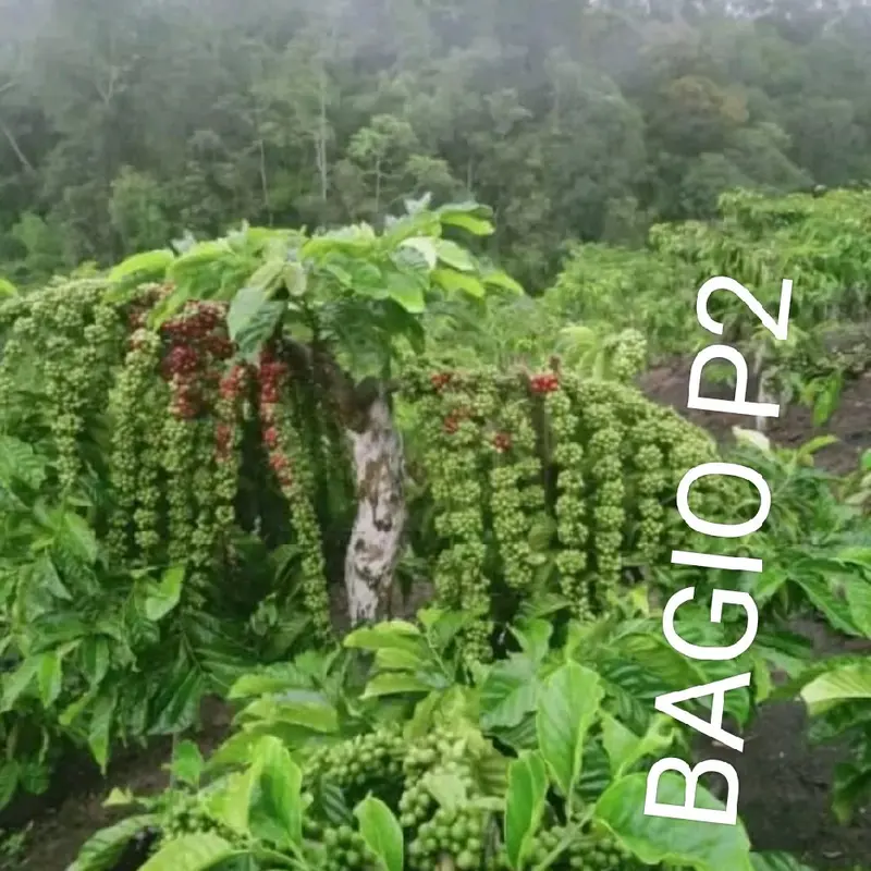 Bibit Kopi Stek Jenis Bagio untuk Budidaya Kopi yang Berkualitas 3