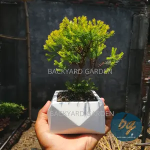 Tanaman Hias Cemara Rain gold/ Ren gold/ Golden/ Kuning