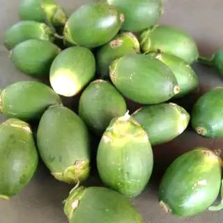jambej atau pinang
