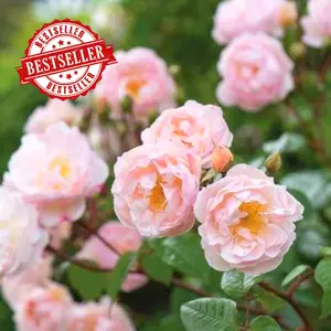 tanaman hias mawar mini/ baby rose