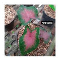 Gambar TANAMAN HIAS CALADIUM PINK - KELADI PINK LOVE - BIBIT TANAMAN KELADI dari Paris Garden Kab. Bogor 4 Tokopedia