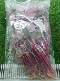 Gambar Sayur Hidroponik Organik Bayam Merah dari Sayur Hidroponik Organik Sehat Segar Kota Tangerang Selatan 1 Tokopedia