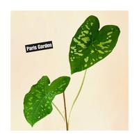 Gambar TANAMAN HIAS KELADI ARMY CALADIUM ARMY - BIBIT TANAMAN KELADI ARMI dari Paris Garden Kab. Bogor 2 Tokopedia
